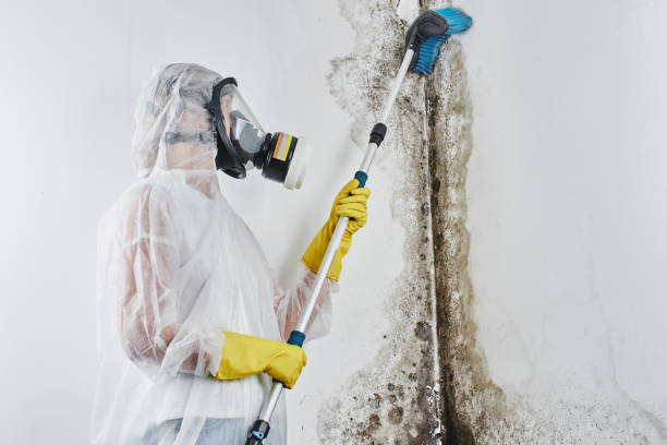Best Commercial Mold Remediation in Taft Heights, CA