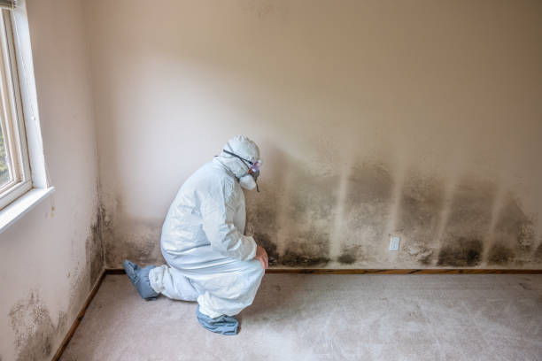 Best Localized Mold Remediation (e.g., coastal areas, humid climates) in Taft Heights, CA