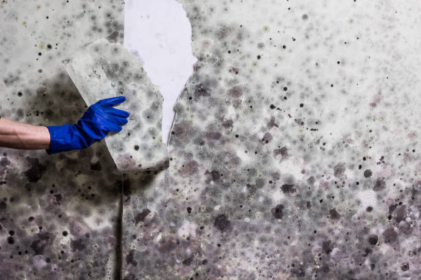 Taft Heights, CA Mold Remediation Company